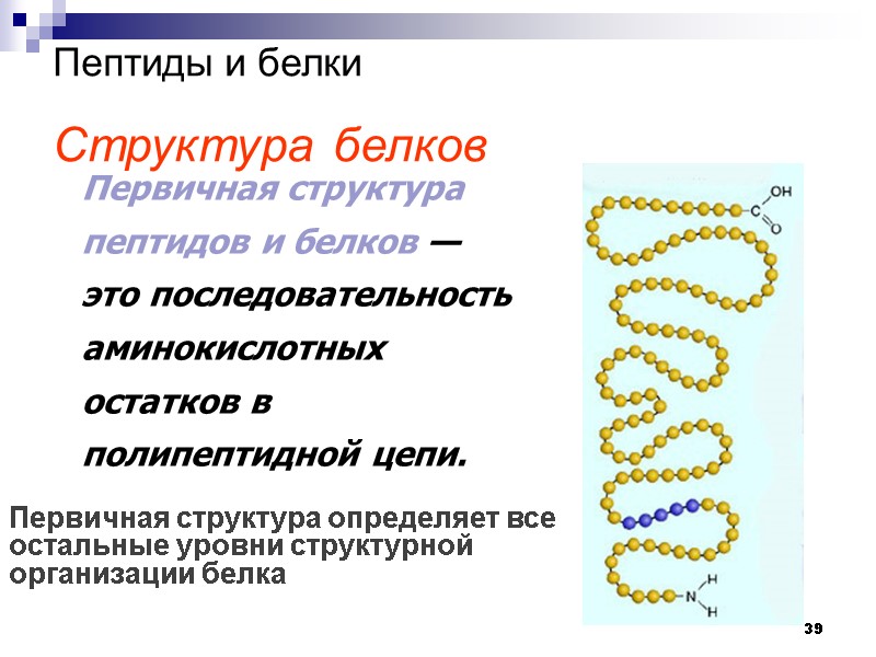 39 Пептиды и белки   Структура белков  Первичная структура пептидов и белков